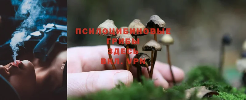 Галлюциногенные грибы Psilocybine cubensis  наркотики  Гаврилов-Ям 